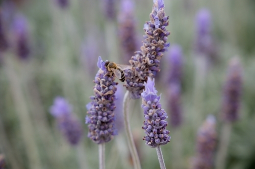 Bee on lavender - Australian Stock Image
