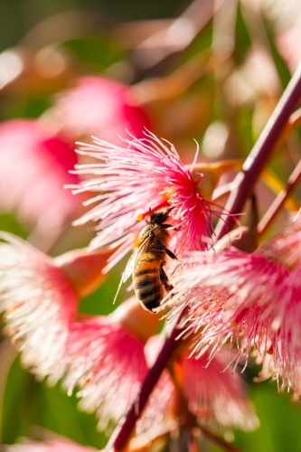 Bee on pink gum flowers and leaves - Australian Stock Image