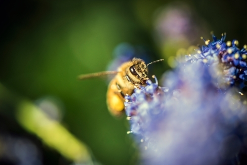 Bee on purple flower collecting pollen - Australian Stock Image