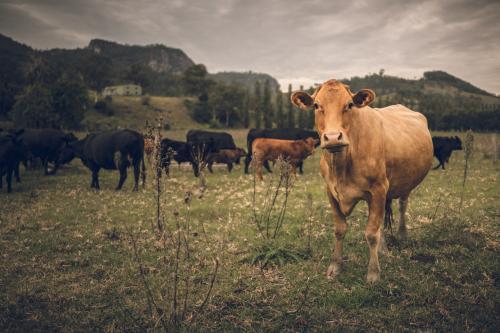 Beef cattle on a farm in Barrington - Australian Stock Image