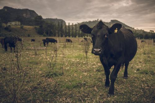 Beef cattle on a farm in Barrington