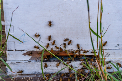 Bees on a bee hive - Australian Stock Image