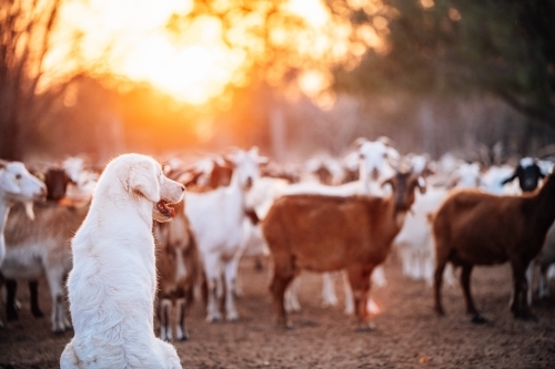 Big white hairy dog watching goats in a yard with the sunset behind - Australian Stock Image