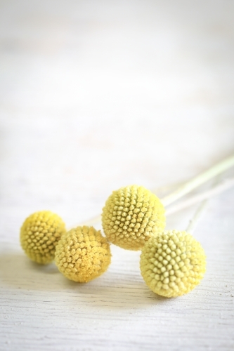 Billy Buttons blooms on white background - Australian Stock Image