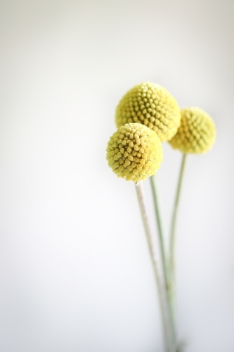 Billy Buttons blooms on white background with copy space - Australian Stock Image