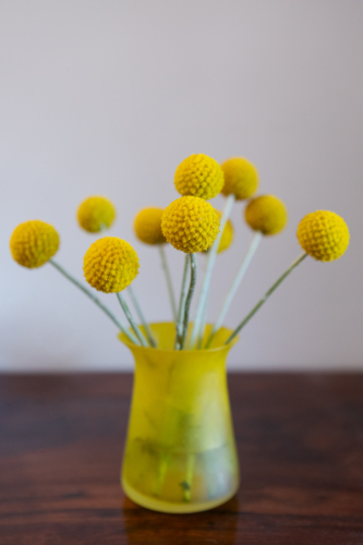 Billy Buttons in yellow vase with grey background - Australian Stock Image