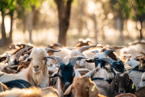 Billy goats standing together in a group - Australian Stock Image