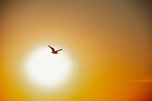 Bird flying silhouetted against large orange sunset in the sky - Australian Stock Image