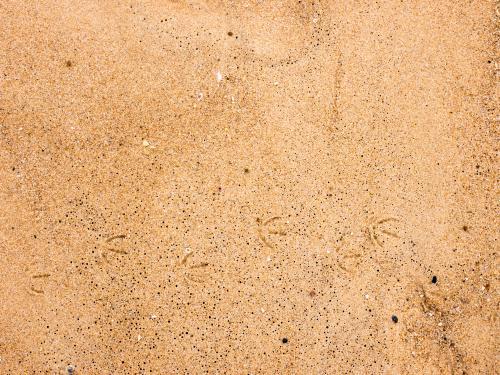 Bird footprints and subtle patterns in beach sand - Australian Stock Image