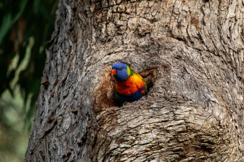 bird looking out of nest in tree hollow horizontal - Australian Stock Image