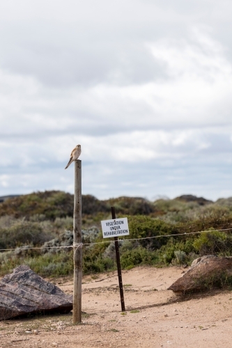 bird of prey on post in revegetation area - Australian Stock Image