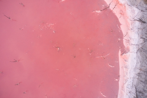 Bird's eye view of the white salty banks of a pink salt lake with dead trees in Western Australia - Australian Stock Image
