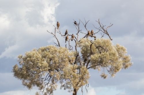 Birds sitting in a tree - Australian Stock Image