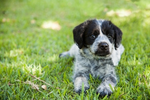 Black and grey cross breed puppy on the green lawn - Australian Stock Image