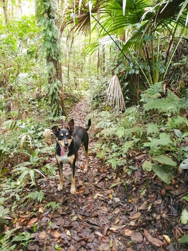 Black and tan kelpie on a bush track - Australian Stock Image