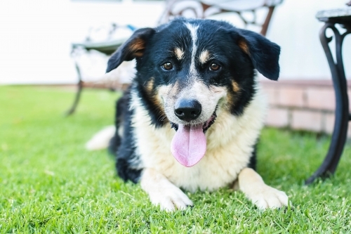 Black and white border collie dog with tongue out - Australian Stock Image