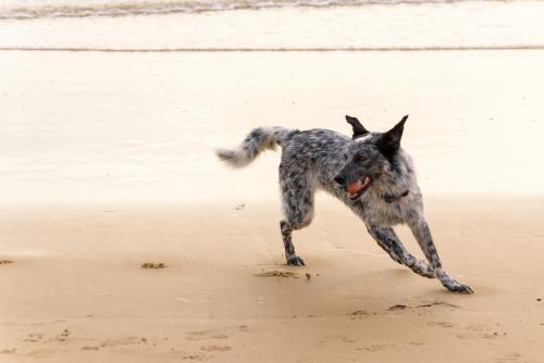 Black and white dog playing on beach with ball in mouth - Australian Stock Image