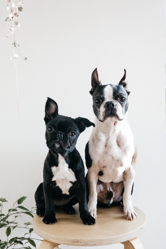 black and white french bulldogs - Australian Stock Image