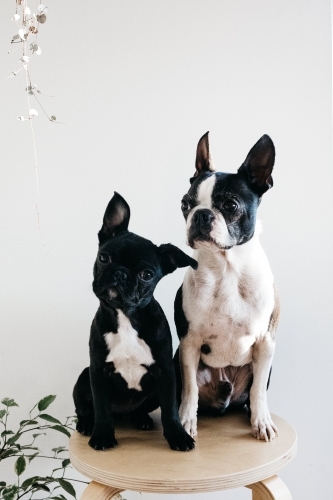 black and white french bulldogs - Australian Stock Image