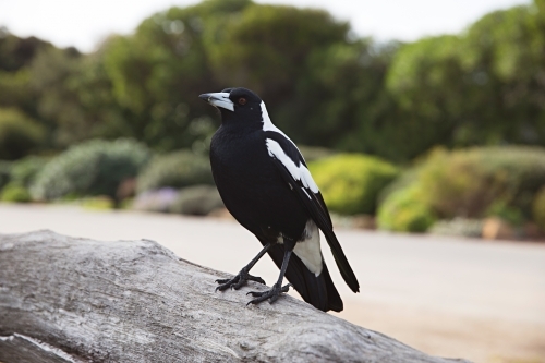 Black and White Magpie sitting on wood - Australian Stock Image