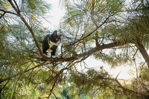 black and white Maine Coon breed cat stuck up on branch in tree - Australian Stock Image