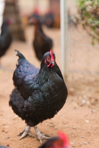 Black chicken outside - Australian Stock Image