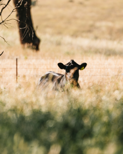 Black cow in a sunlit field of dry, golden grass - Australian Stock Image