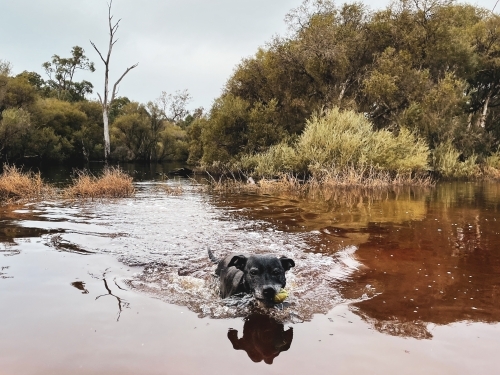 Black Dog swimming in river flood way towards camera  with bush background - Australian Stock Image