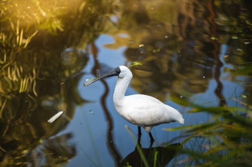 Black-faced Spoonbill - Australian Stock Image