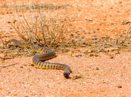 Black headed python on desert sand - Australian Stock Image