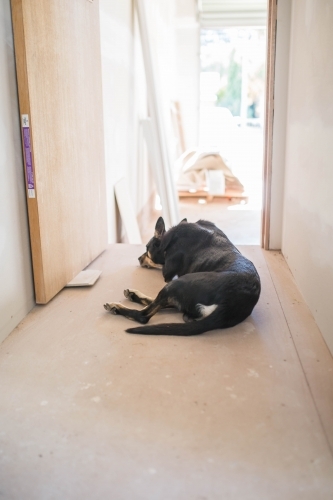 Black kelpie dog sleeping in open doorway of house building - Australian Stock Image