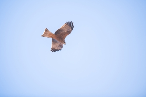 Black kite in flight - Australian Stock Image