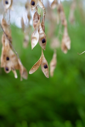 Black seed in pod - Australian Stock Image
