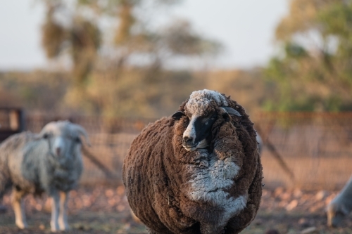 Black sheep - Australian Stock Image