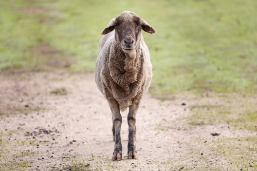 Black Suffolk sheep - Australian Stock Image