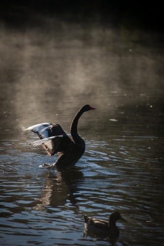 Black swan stretching wings on river water with early morning mist - Australian Stock Image