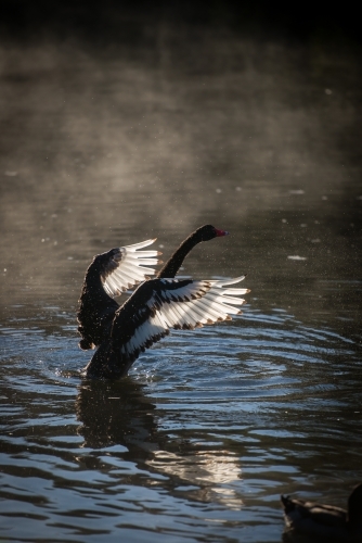 Black swan stretching wings on river water with early morning mist - Australian Stock Image