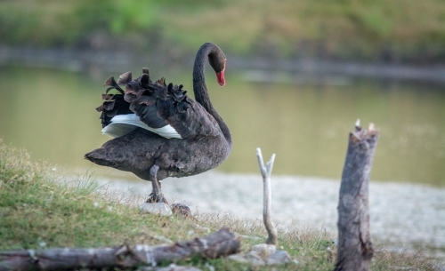 Black swan walking into lake - Australian Stock Image