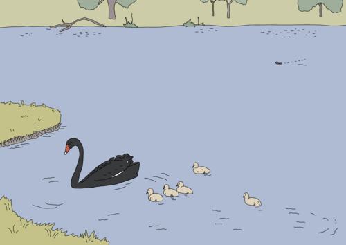 Black swan with five cygnets swimming on blue water with green grassy surroundings - Australian Stock Image