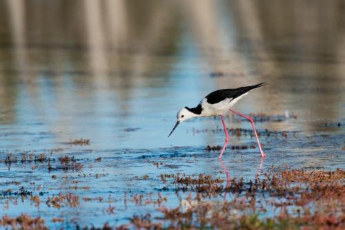 Black-winged Stilt foraging on the edge of a lake - Australian Stock Image