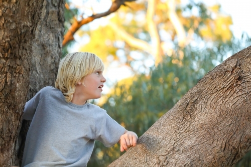 Blonde boy climbing large gum tree - Australian Stock Image