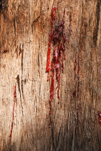 Blood red sap dripping from the inside of a gum tree - Australian Stock Image