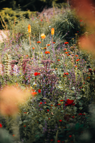 Blooming garden bursting with various flowers and plants - Australian Stock Image