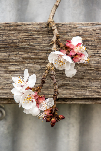 Blossoms and fence - Australian Stock Image