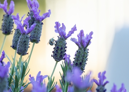 blue banded bee feeding on lavender flower - Australian Stock Image