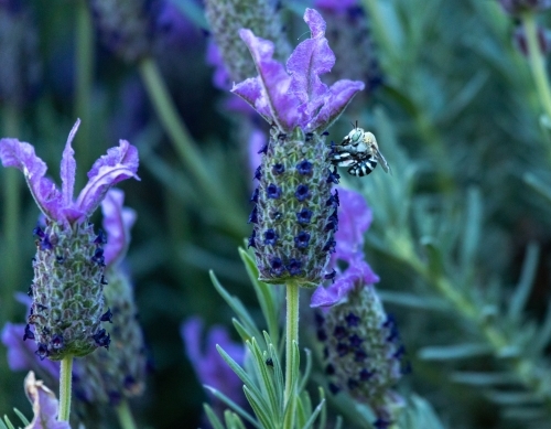 blue banded bee feeding on lavender flower - Australian Stock Image