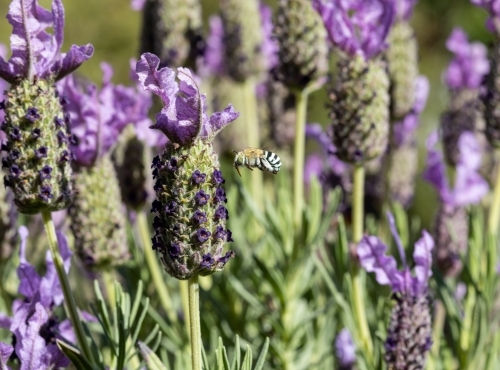 blue banded bee in lavender flowers - Australian Stock Image