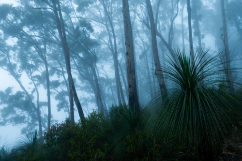 Blue foggy morning forest landscape scene - Australian Stock Image