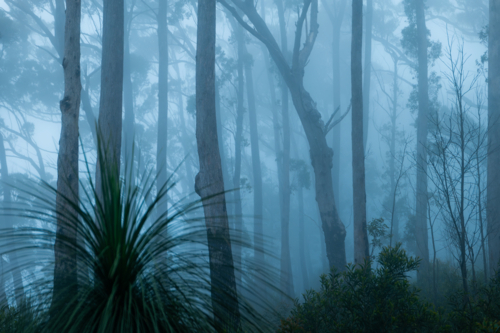 Blue foggy morning forest landscape scene - Australian Stock Image