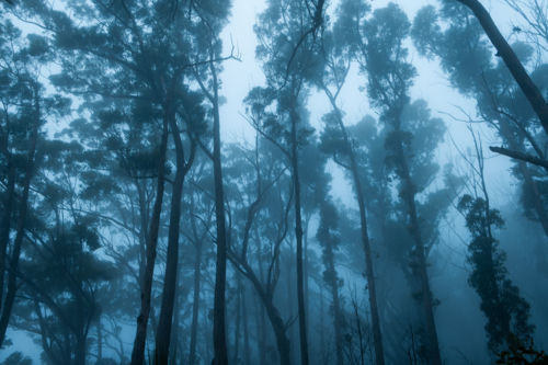 Blue foggy morning forest landscape scene - Australian Stock Image